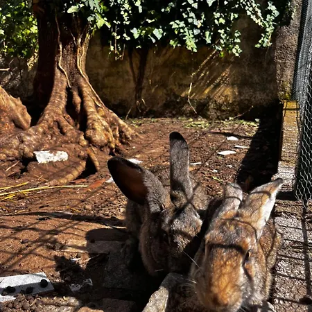 Casa Milheirices * São Mamede